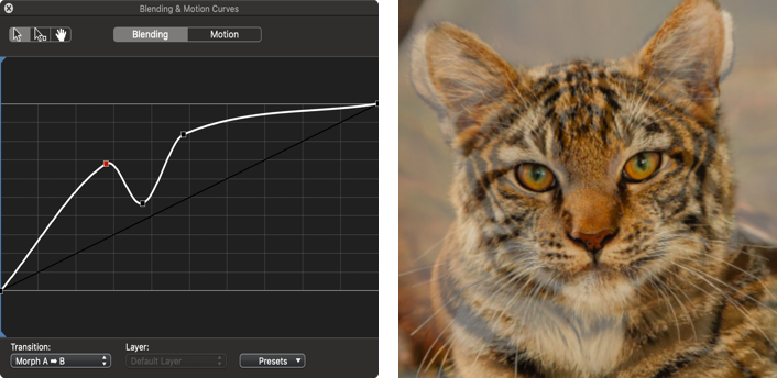 View of the blending and motion curves window and the result on a cat/tiger morphing